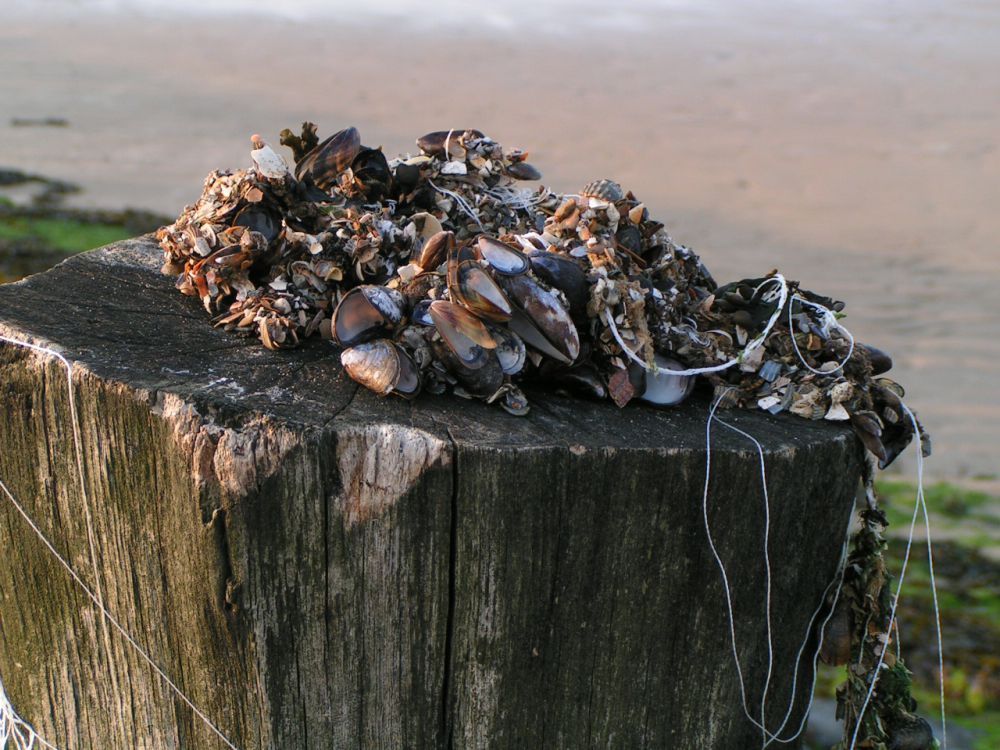 Mosselen in Cadzand