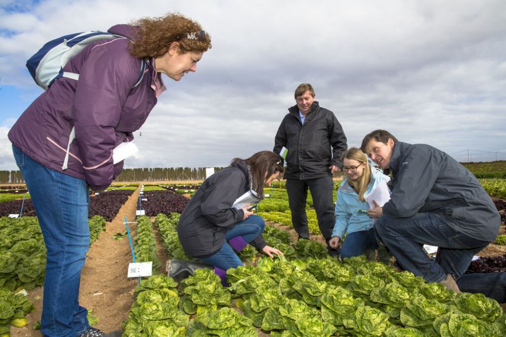 Onderzoek aan planten op een trial field