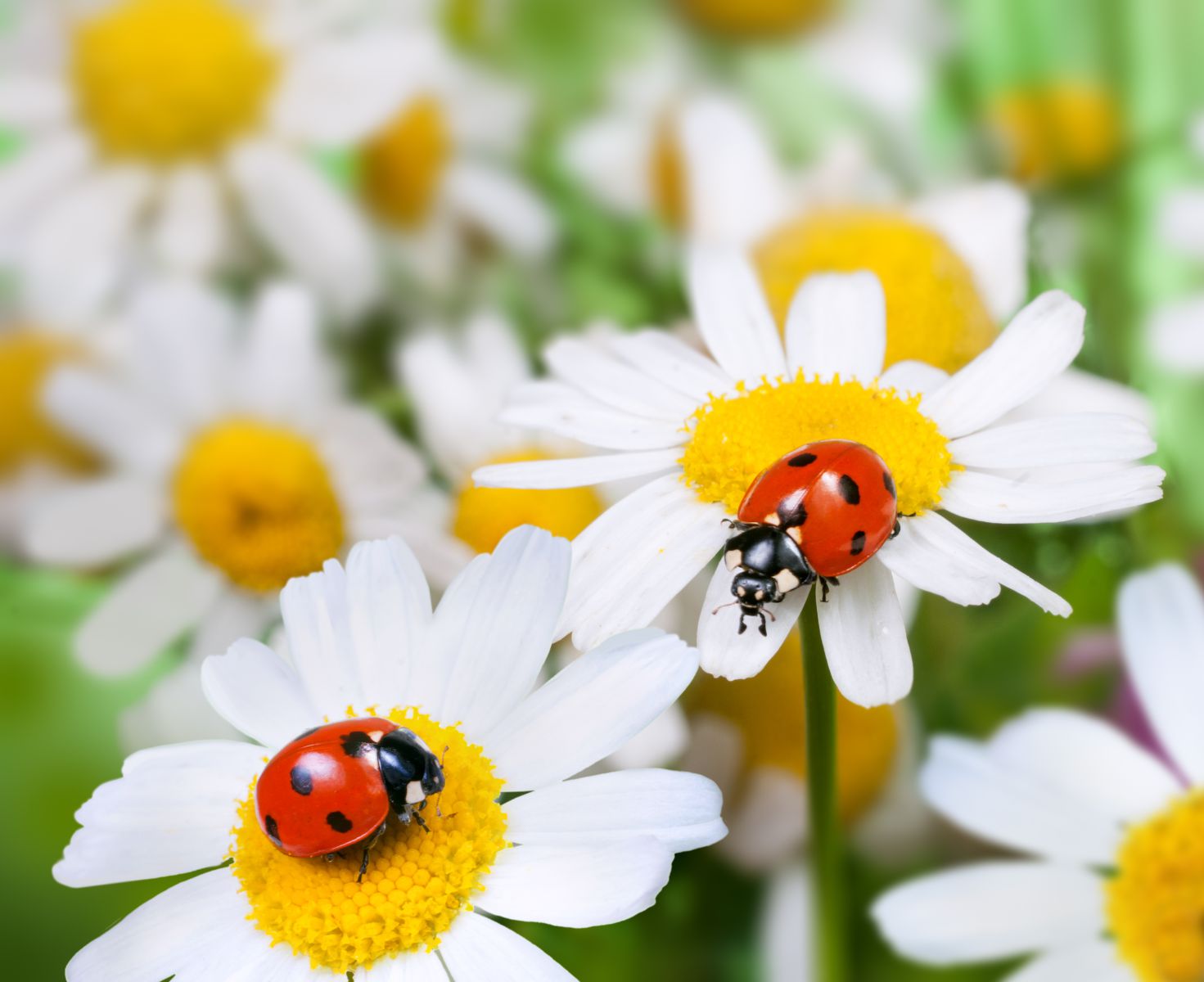 Lieveheersbeestjes op bloemen