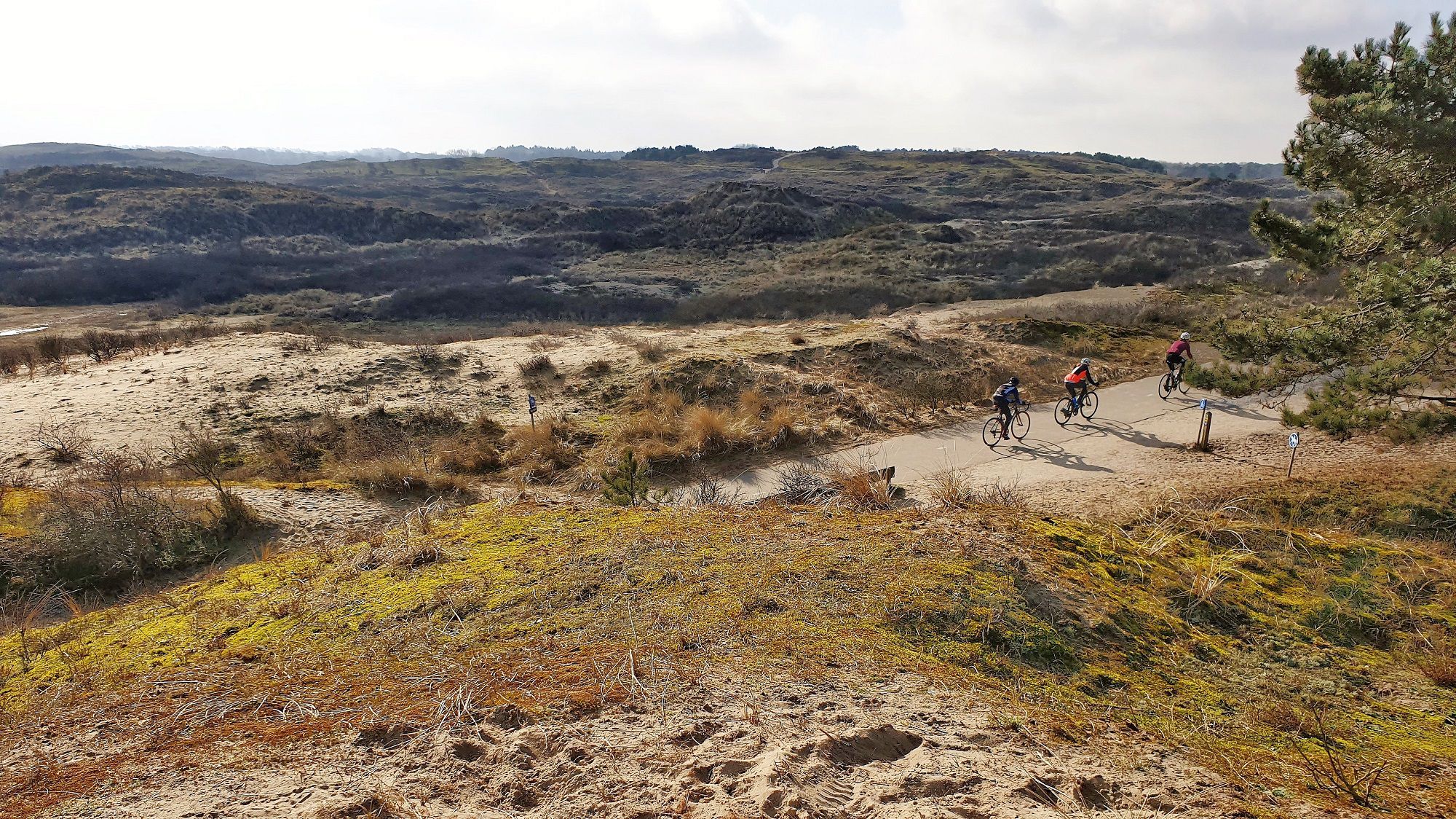 Duinen bij Meijendel