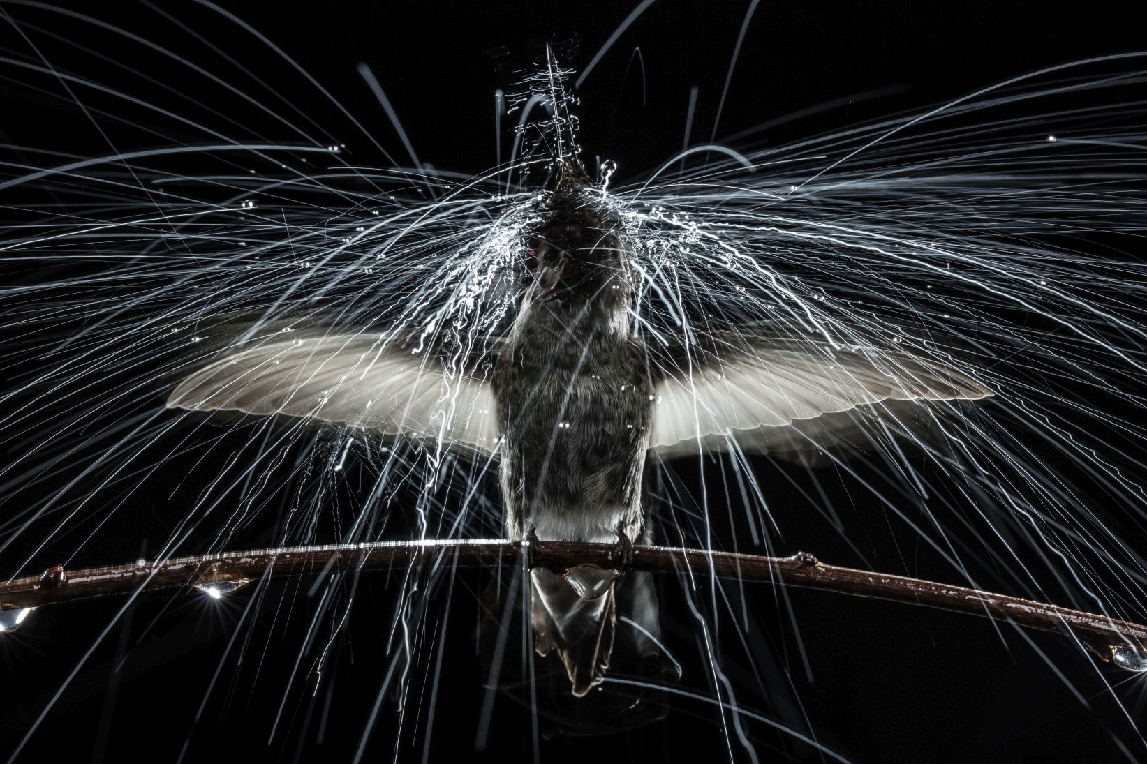 Foto: Anand Varma (National Geographic Spectacle)