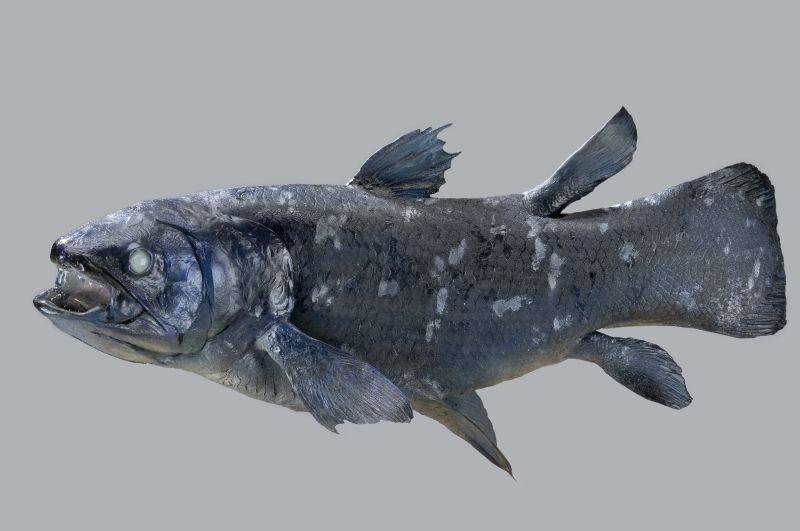 Coelacanth