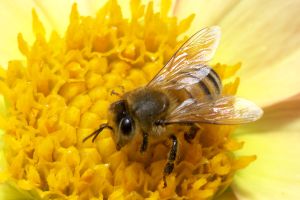 Bij op een dahlia