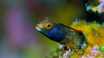 Barnacle Blenny