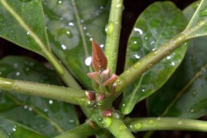 Voor 1 avocado is 227 liter water nodig. Foto: jalexartis Photography / CC